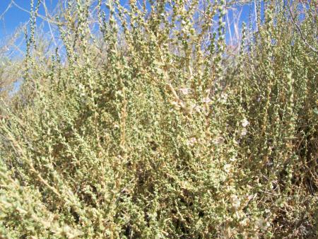 Imagen Sisallo (Salsola vermiculata)