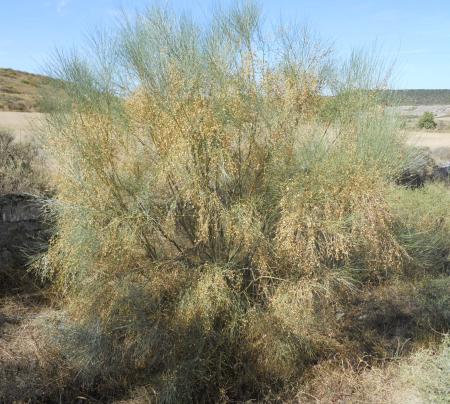 Imagen Retama (Retama phaerocarpa)