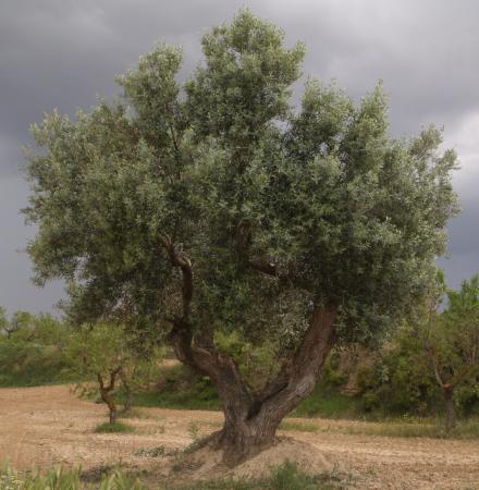 Imagen Olivo (Olea europaea)