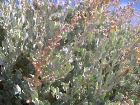 Imagen Sosa ( Atriplex halimus)