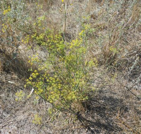 Imagen Hinojo (Foeniculum vulgare)
