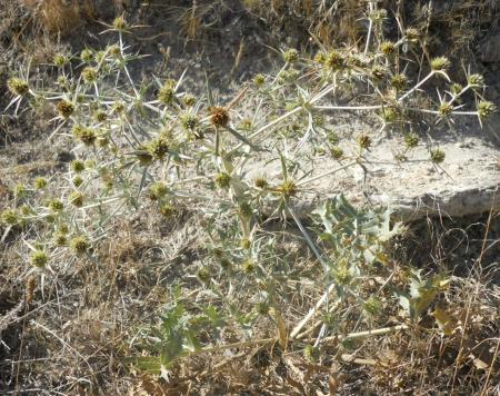 Imagen Cardo corredor (Eryngium campestre)