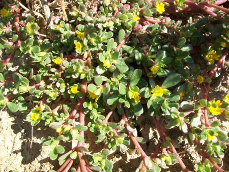 Imagen Verdolaga (Portulaca oleracea)