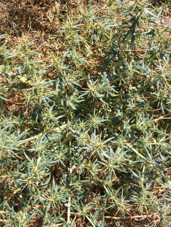 Imagen Cachurrera (Xanthium spinosum)