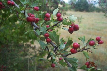 Imagen Majuelo (Crataegus laevigata)