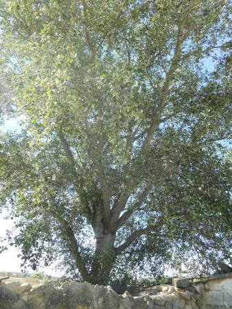 Imagen Álamo blanco (Populus alba)