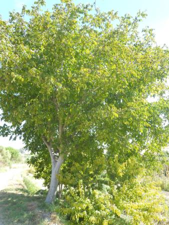 Imagen Nogal (Juglans regia)
