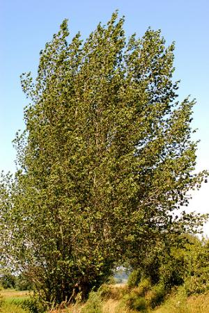 Imagen Chopo Negro (Populus)