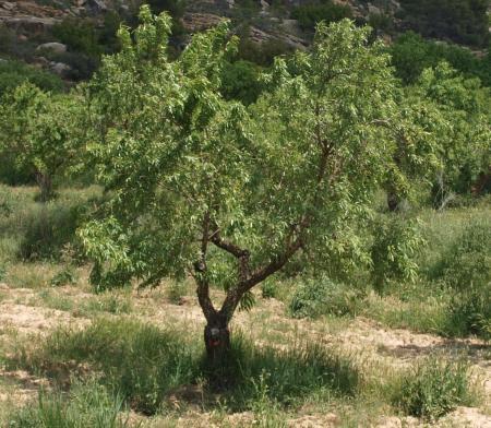 Imagen Almendro (Prunus amygdalus)