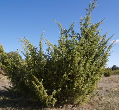 Imagen Enebro (Juniperus communis)