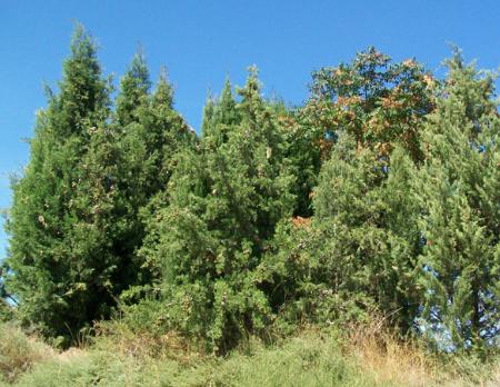 Imagen Ciprés común (Cupresus sempervirens)