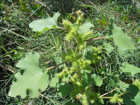 Imagen Bardana (Xanthium echinatum)