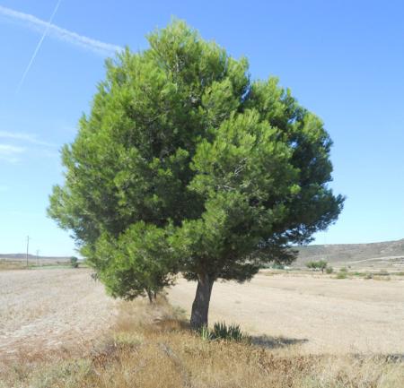 Imagen Pino Carrasco (Pinus Halapensis)